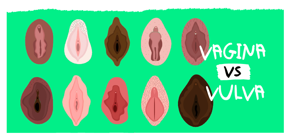 Tipos de vulvas